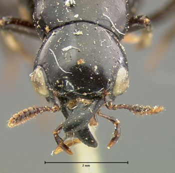Media type: image;   Entomology 6515 Aspect: head dorsal view